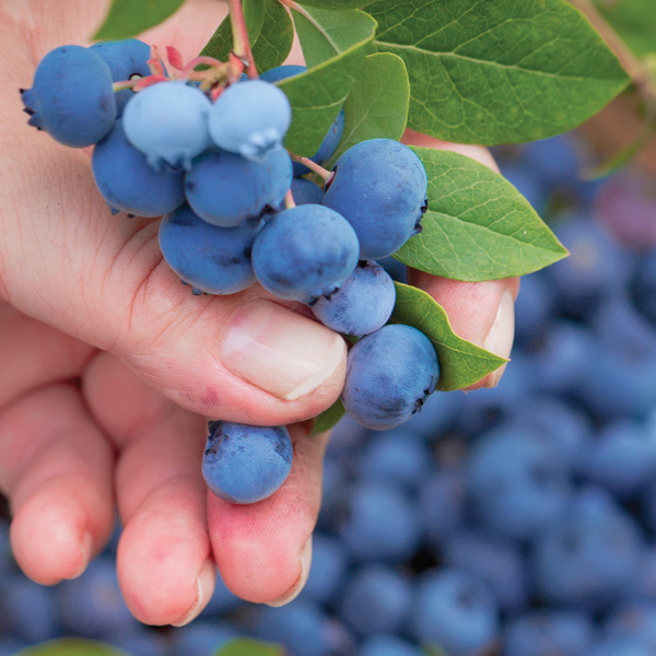 Searles Growing blueberries in pots